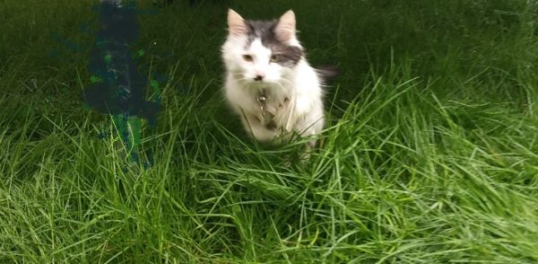 Candy Cat pounces, early-bird offer_Facebook crop