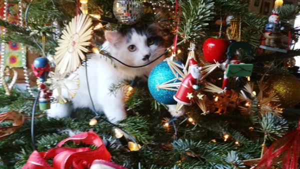 Candy kitten prowls the gallery tree.